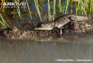 Illustration for article titled Sunday Crocodilian - Crocodylus porosus Edition